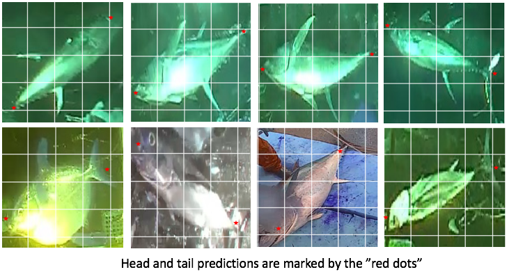 Head Tail Annotation